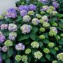 Hydrangea Macrophylla – BloomStruck® – #3 Container